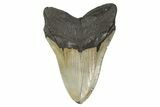 Serrated, Fossil Megalodon Tooth - North Carolina #299039-2